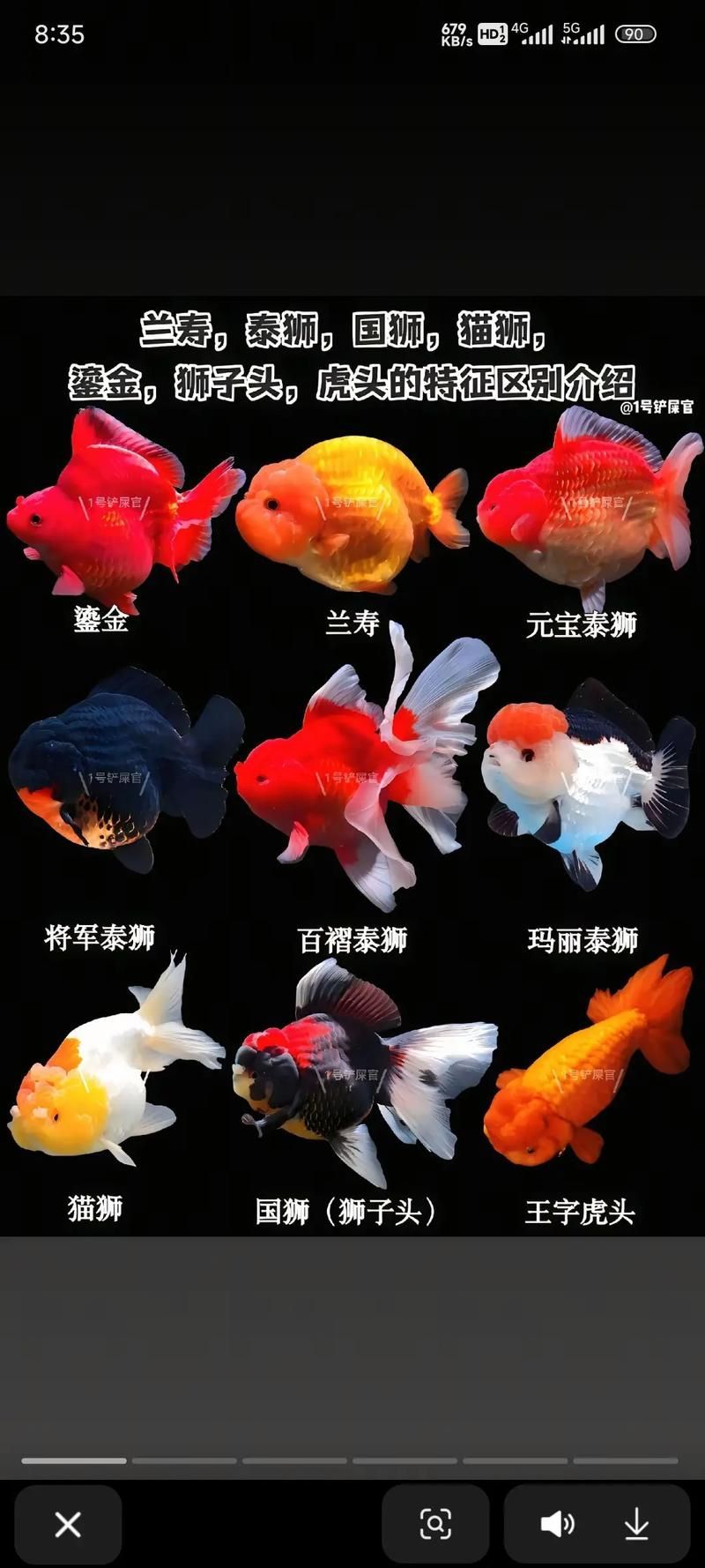 如何判斷觀賞魚(yú)的品質(zhì)，判斷觀賞魚(yú)的品質(zhì)可以從多個(gè)方面進(jìn)行評(píng)估 如何判斷觀賞魚(yú)的品質(zhì)，判斷觀賞魚(yú)的品質(zhì)可以從多個(gè)方面進(jìn)行評(píng)估 龍魚(yú)百科 第12張