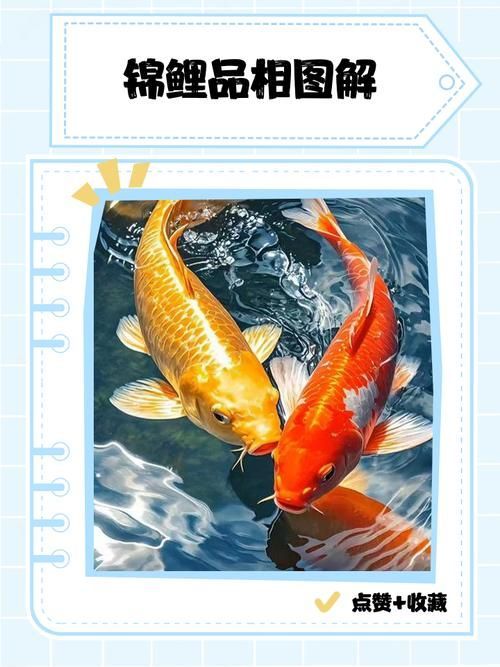 如何判斷觀賞魚(yú)的品質(zhì)，判斷觀賞魚(yú)的品質(zhì)可以從多個(gè)方面進(jìn)行評(píng)估 如何判斷觀賞魚(yú)的品質(zhì)，判斷觀賞魚(yú)的品質(zhì)可以從多個(gè)方面進(jìn)行評(píng)估 龍魚(yú)百科 第14張