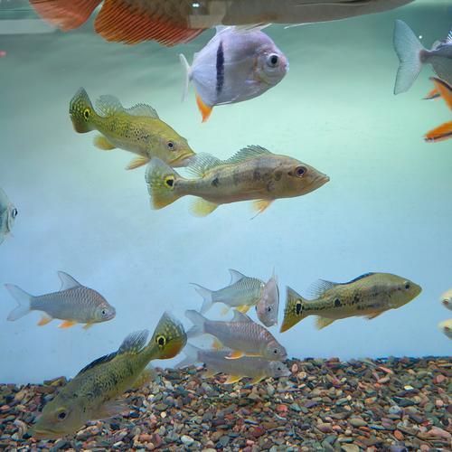 如何判斷觀賞魚(yú)的品質(zhì)，判斷觀賞魚(yú)的品質(zhì)可以從多個(gè)方面進(jìn)行評(píng)估 如何判斷觀賞魚(yú)的品質(zhì)，判斷觀賞魚(yú)的品質(zhì)可以從多個(gè)方面進(jìn)行評(píng)估 龍魚(yú)百科 第18張