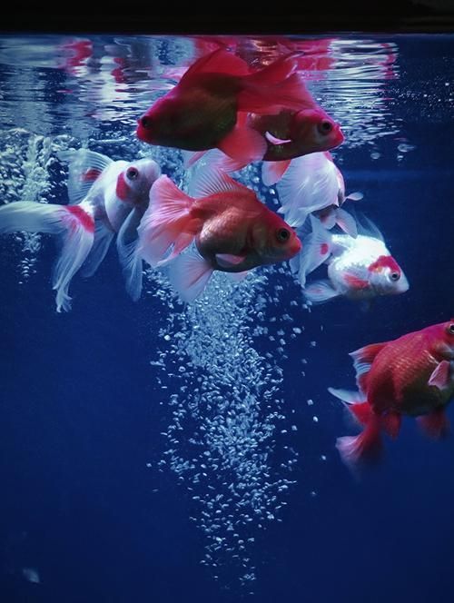 如何判斷觀賞魚(yú)的品質(zhì)，判斷觀賞魚(yú)的品質(zhì)可以從多個(gè)方面進(jìn)行評(píng)估 如何判斷觀賞魚(yú)的品質(zhì)，判斷觀賞魚(yú)的品質(zhì)可以從多個(gè)方面進(jìn)行評(píng)估 龍魚(yú)百科 第17張