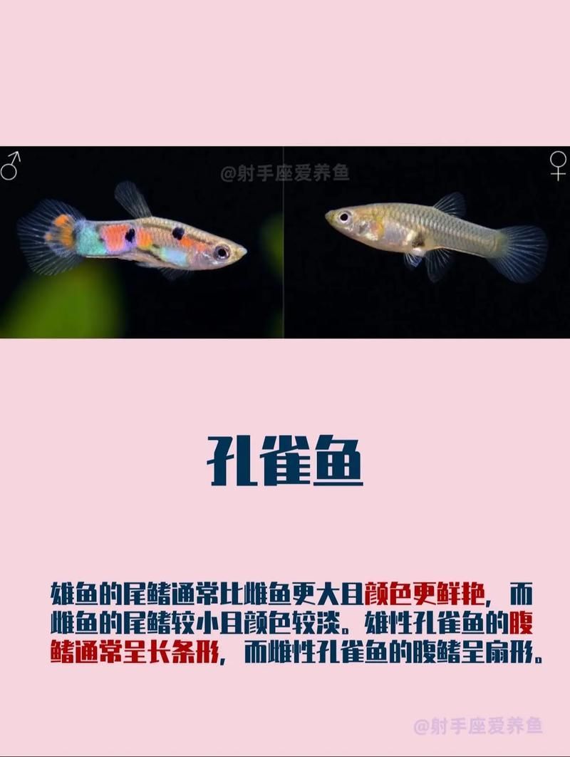 如何判斷觀賞魚(yú)的品質(zhì)，判斷觀賞魚(yú)的品質(zhì)可以從多個(gè)方面進(jìn)行評(píng)估 如何判斷觀賞魚(yú)的品質(zhì)，判斷觀賞魚(yú)的品質(zhì)可以從多個(gè)方面進(jìn)行評(píng)估 龍魚(yú)百科 第8張