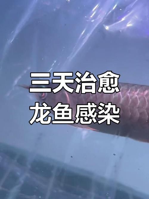 給我一些龍魚病菌感染的圖片，關(guān)于龍魚病菌感染的一些圖片 給我一些龍魚病菌感染的圖片，關(guān)于龍魚病菌感染的一些圖片 龍魚百科 第8張