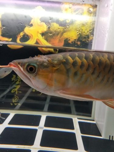 給我一些龍魚病菌感染的圖片，關(guān)于龍魚病菌感染的一些圖片 給我一些龍魚病菌感染的圖片，關(guān)于龍魚病菌感染的一些圖片 龍魚百科 第7張