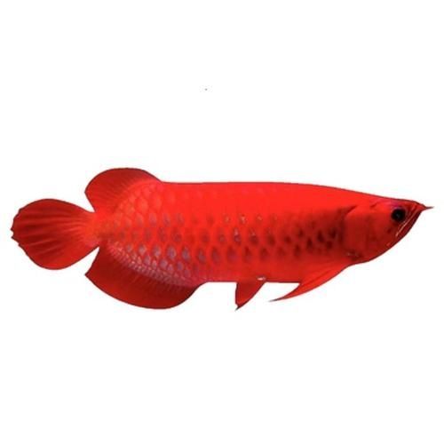 哪里可以購買到5000元的紅龍魚苗？ 哪里可以購買到5000元的紅龍魚苗？ 龍魚百科 第2張