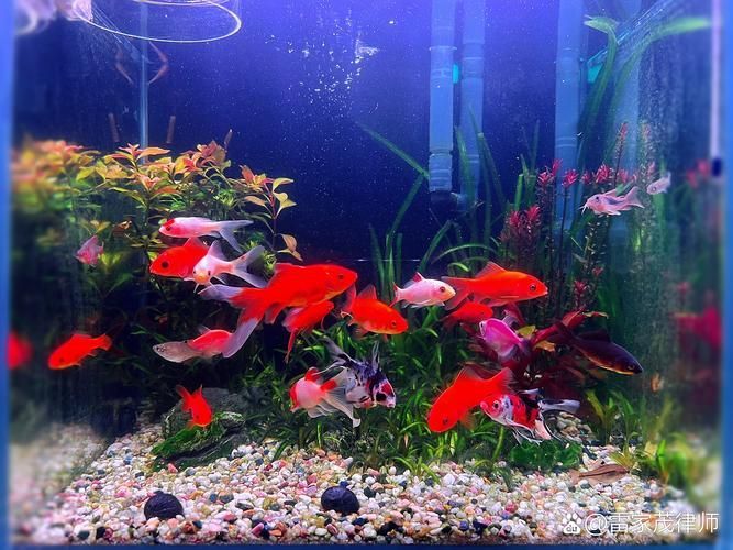 如何判斷魚是否趴缸，如何判斷魚是否是趴缸 如何判斷魚是否趴缸，如何判斷魚是否是趴缸 龍魚百科 第6張