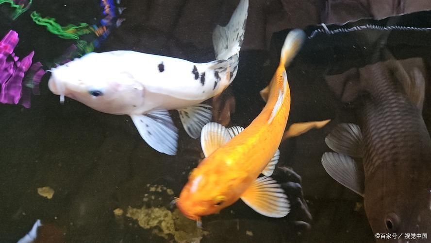 如何判斷魚是否趴缸，如何判斷魚是否是趴缸 如何判斷魚是否趴缸，如何判斷魚是否是趴缸 龍魚百科 第4張