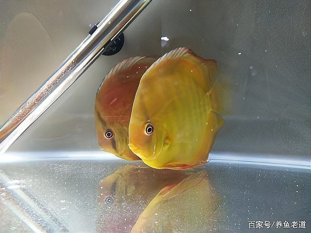 如何判斷魚是否趴缸，如何判斷魚是否是趴缸 如何判斷魚是否趴缸，如何判斷魚是否是趴缸 龍魚百科 第8張