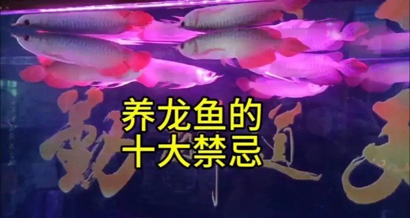 金龍魚對水質有何具體要求，養(yǎng)好金龍魚，水質是“養(yǎng)水”,水質不是“養(yǎng)水”就行 金龍魚對水質有何具體要求，養(yǎng)好金龍魚，水質是“養(yǎng)水”,水質不是“養(yǎng)水”就行 龍魚百科 第2張