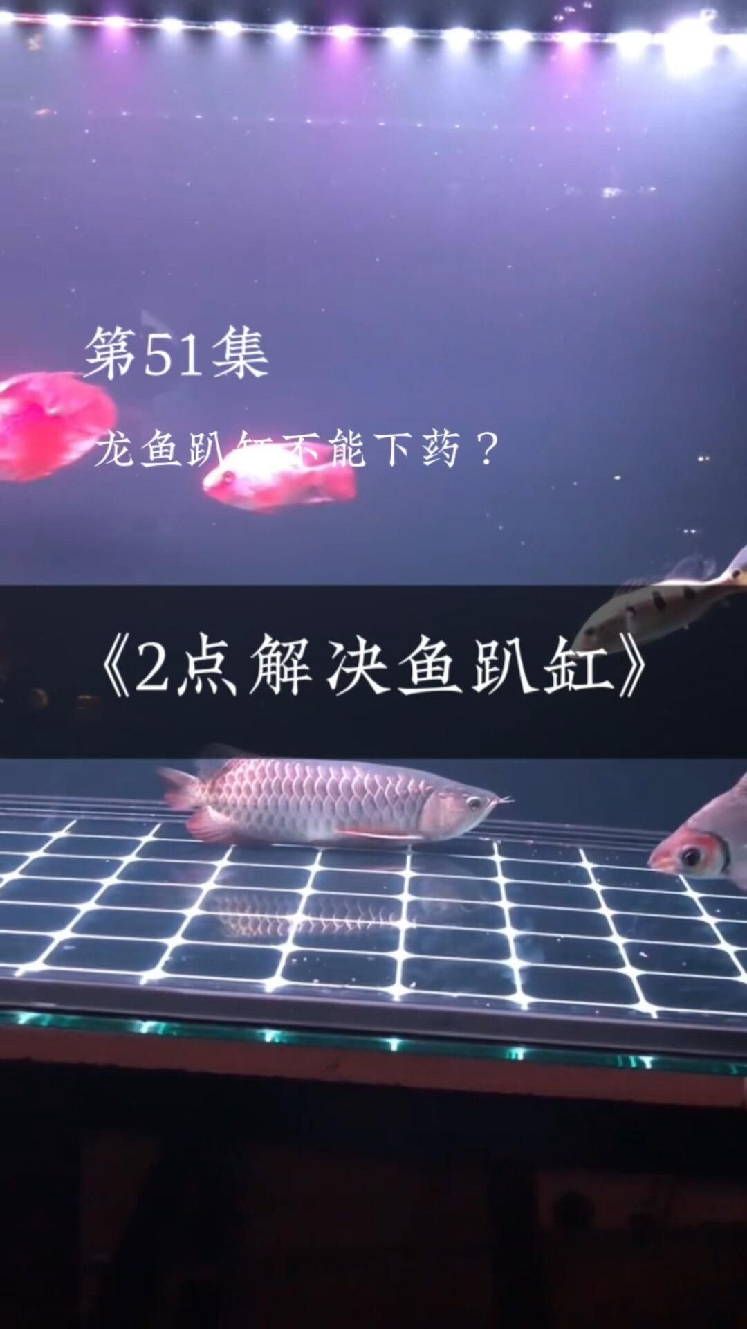 龍魚趴缸是休息還是疾病？，龍魚定時趴缸怎么回事