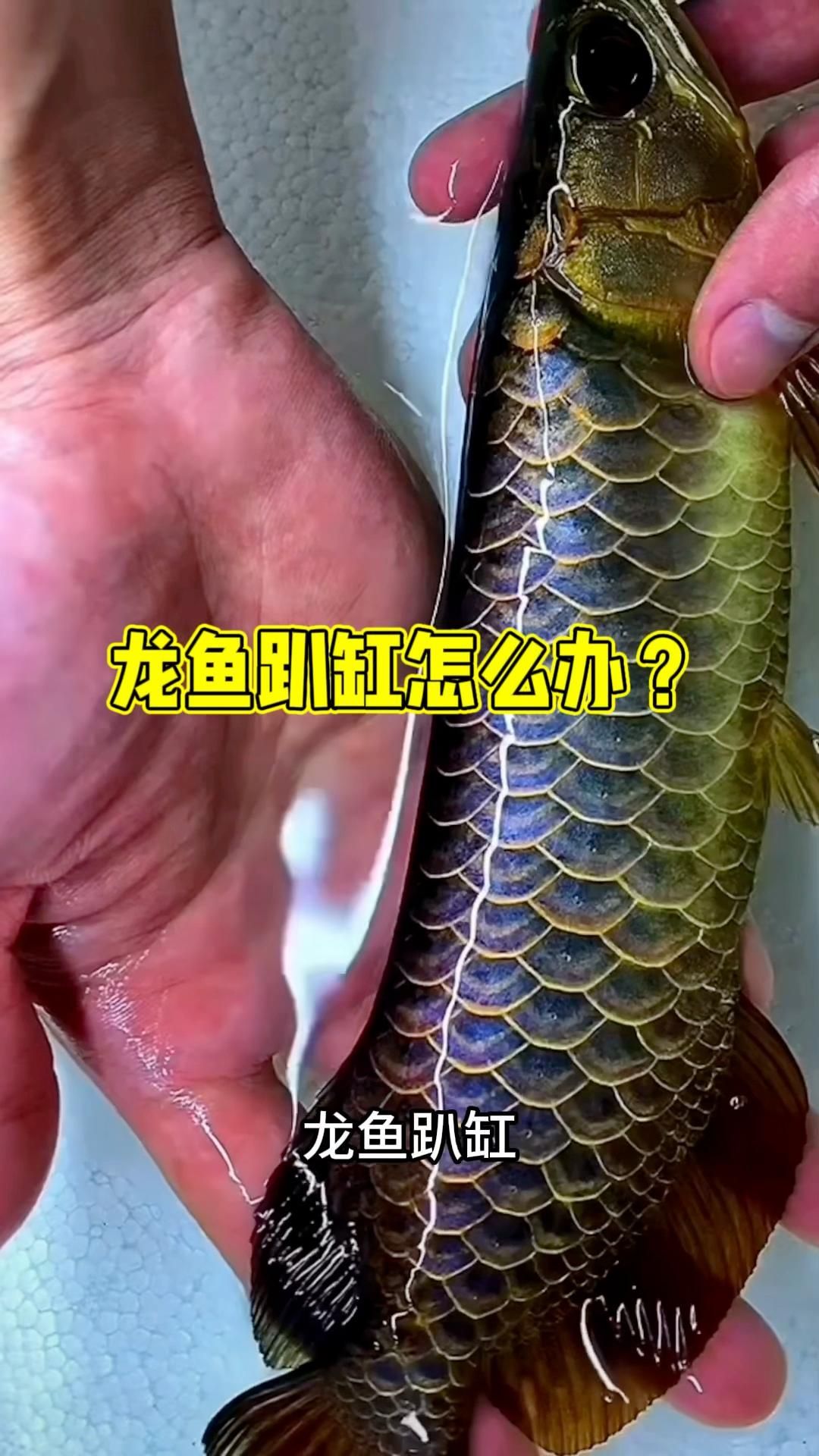 龍魚趴缸是休息還是疾病？，龍魚定時趴缸怎么回事 龍魚趴缸是休息還是疾病？，龍魚定時趴缸怎么回事 龍魚百科 第2張