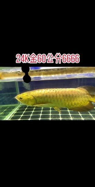 如何鑒別真假大金龍魚？，scleropagesformosus真假鑒別真假大金龍魚 如何鑒別真假大金龍魚？，scleropagesformosus真假鑒別真假大金龍魚 龍魚百科 第6張