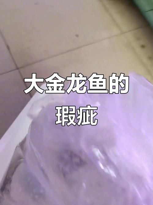 如何鑒別真假大金龍魚？，scleropagesformosus真假鑒別真假大金龍魚 如何鑒別真假大金龍魚？，scleropagesformosus真假鑒別真假大金龍魚 龍魚百科 第8張