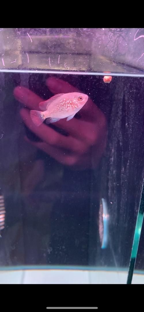 給我更多金頭過(guò)背金龍魚的圖片，金頭過(guò)背金龍魚的介紹 給我更多金頭過(guò)背金龍魚的圖片，金頭過(guò)背金龍魚的介紹 龍魚百科 第12張