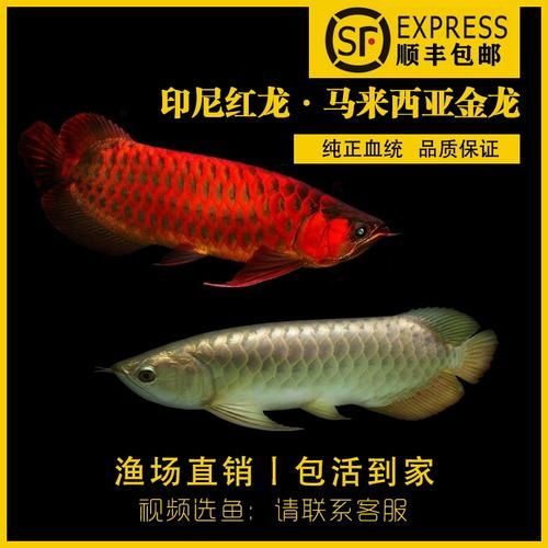 給我更多金頭過(guò)背金龍魚的圖片，金頭過(guò)背金龍魚的介紹 給我更多金頭過(guò)背金龍魚的圖片，金頭過(guò)背金龍魚的介紹 龍魚百科 第16張