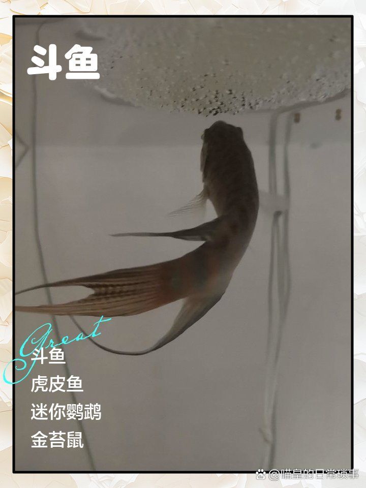 有哪些常見的魚類混養錯誤？，常見的魚類混養錯誤 有哪些常見的魚類混養錯誤？，常見的魚類混養錯誤 龍魚百科 第2張