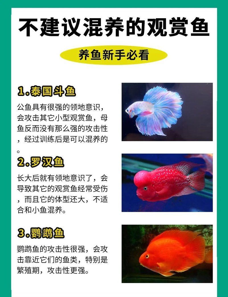 有哪些常見的魚類混養錯誤？，常見的魚類混養錯誤 有哪些常見的魚類混養錯誤？，常見的魚類混養錯誤 龍魚百科 第1張