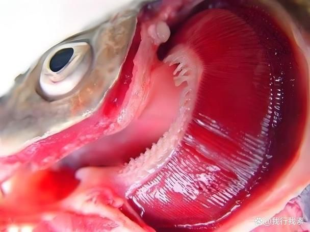 如何預防魚充血的發生，如何預防魚充血 如何預防魚充血的發生，如何預防魚充血 龍魚百科 第2張