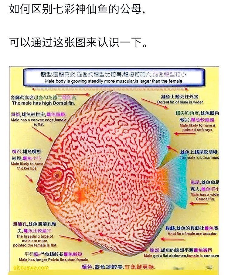 如何區分三角恐龍魚的性別？，如何區分三角恐龍魚的性別 如何區分三角恐龍魚的性別？，如何區分三角恐龍魚的性別 龍魚百科 第8張