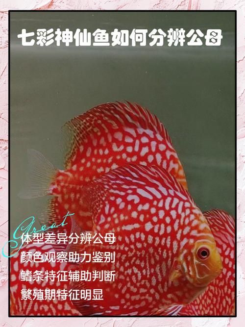 如何區分三角恐龍魚的性別？，如何區分三角恐龍魚的性別 如何區分三角恐龍魚的性別？，如何區分三角恐龍魚的性別 龍魚百科 第6張