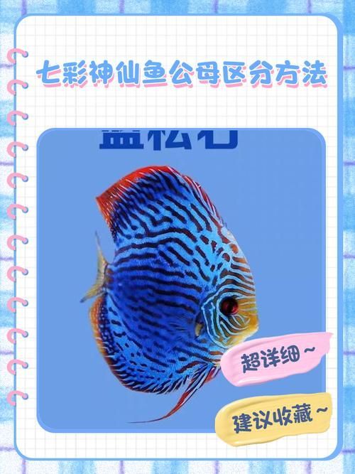 如何區分三角恐龍魚的性別？，如何區分三角恐龍魚的性別 如何區分三角恐龍魚的性別？，如何區分三角恐龍魚的性別 龍魚百科 第2張