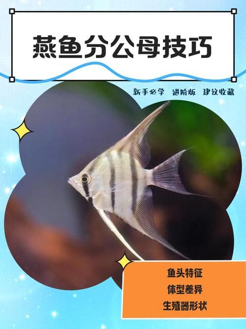 如何區分三角恐龍魚的性別？，如何區分三角恐龍魚的性別 如何區分三角恐龍魚的性別？，如何區分三角恐龍魚的性別 龍魚百科 第5張