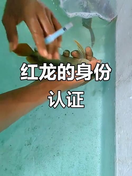 給我一些鑒別真假桐城龍魚的圖片示例，如何鑒別真假桐城龍魚的圖片示例