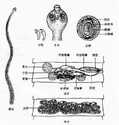 如何判斷魚是否感染內(nèi)寄生蟲，如何判斷魚是否感染內(nèi)寄生蟲是否感染內(nèi)寄生蟲是否感染