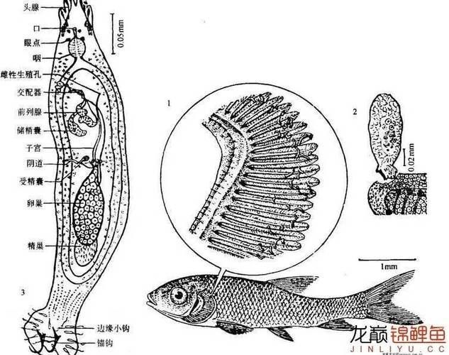 如何判斷魚是否感染內(nèi)寄生蟲，如何判斷魚是否感染內(nèi)寄生蟲是否感染內(nèi)寄生蟲是否感染