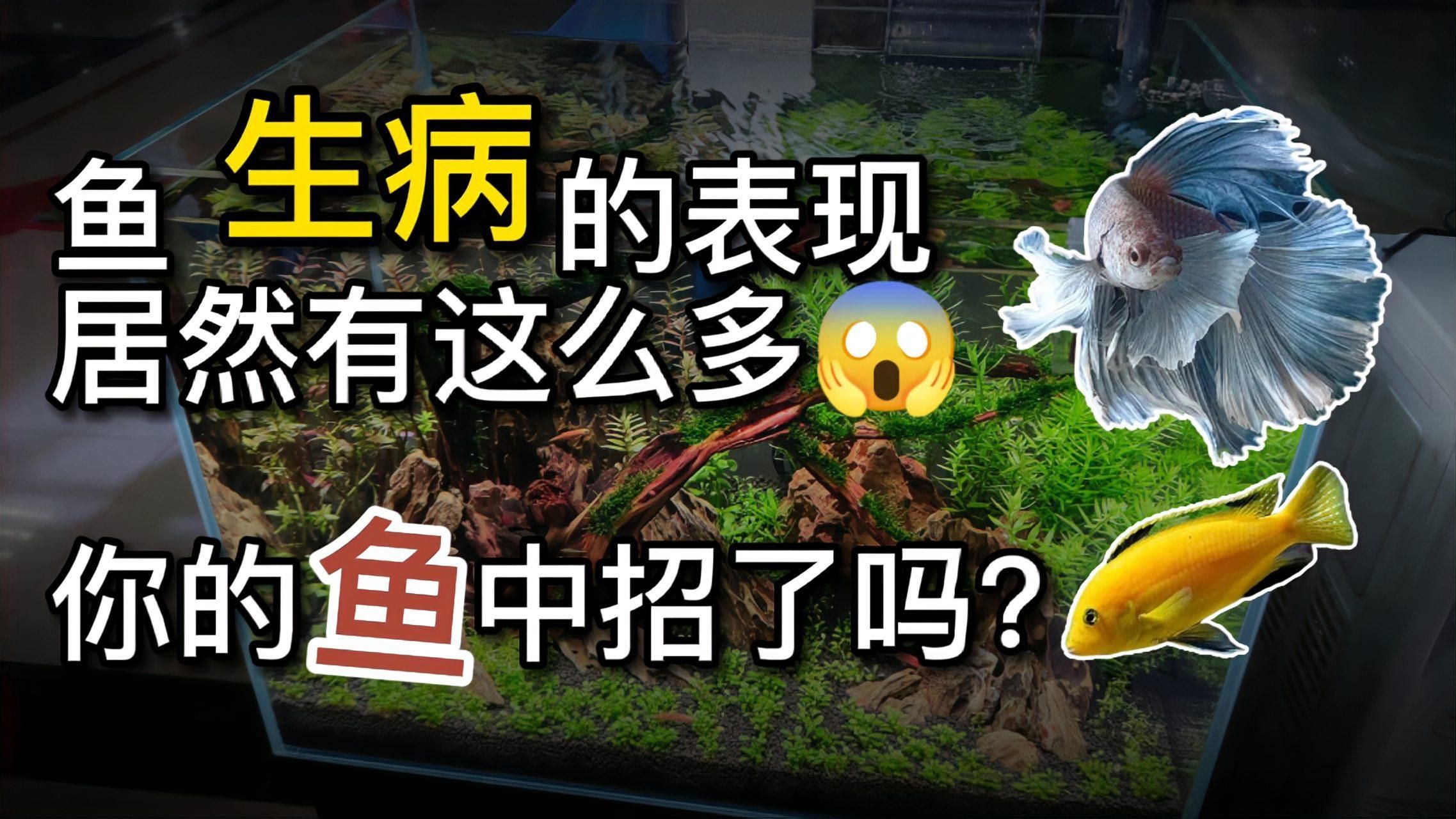 如何判斷龍魚是否生病？，判斷龍魚是否生病，如何判斷龍魚是否生病， 如何判斷龍魚是否生病？，判斷龍魚是否生病，如何判斷龍魚是否生病， 龍魚百科 第2張