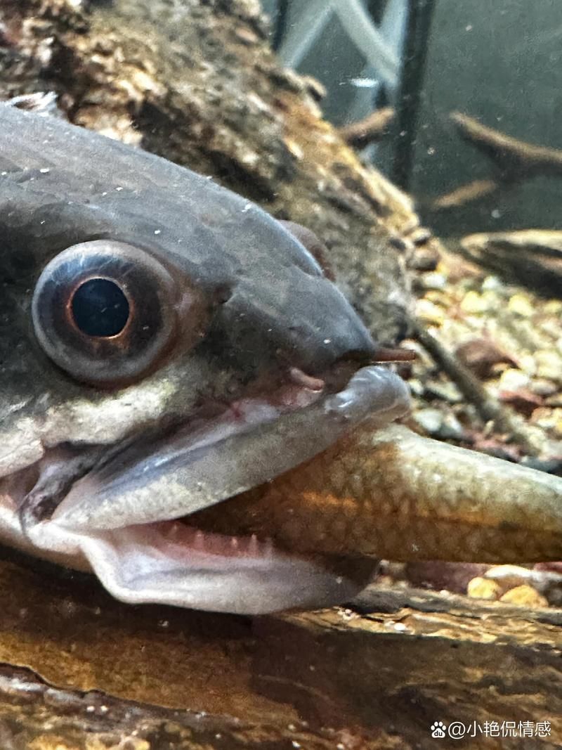 有哪些天然方法可以驅除龍魚寄生蟲，龍魚寄生蟲如何防治
