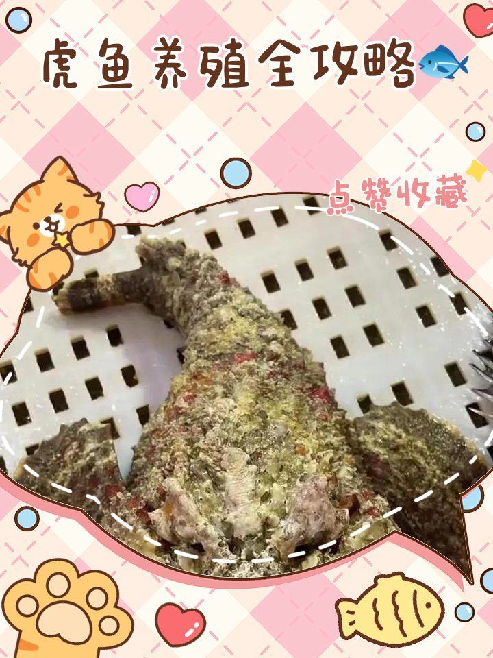 虎魚的飼養方法是什么？，虎魚的飼養方法是什么 虎魚的飼養方法是什么？，虎魚的飼養方法是什么 龍魚百科 第2張