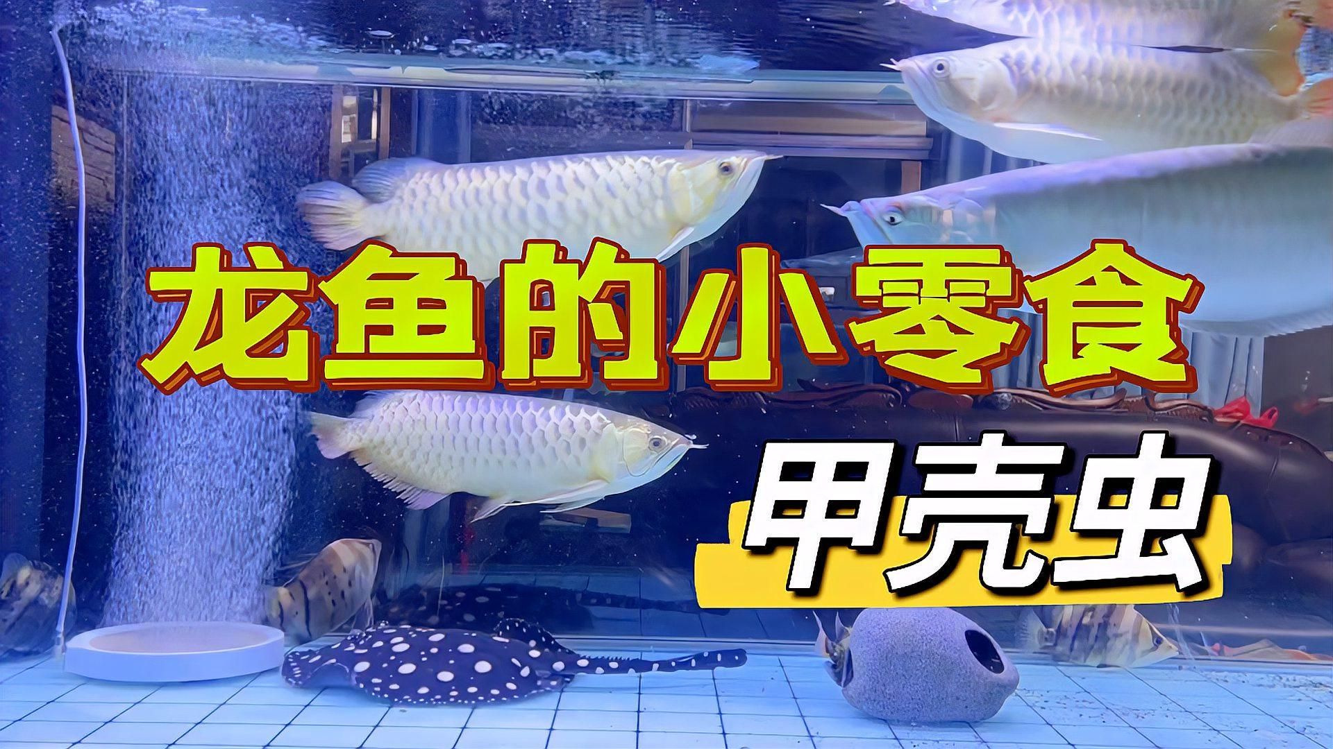 有哪些食物是龍魚最愛吃的？，龍魚最愛吃的食物 有哪些食物是龍魚最愛吃的？，龍魚最愛吃的食物 龍魚百科 第1張