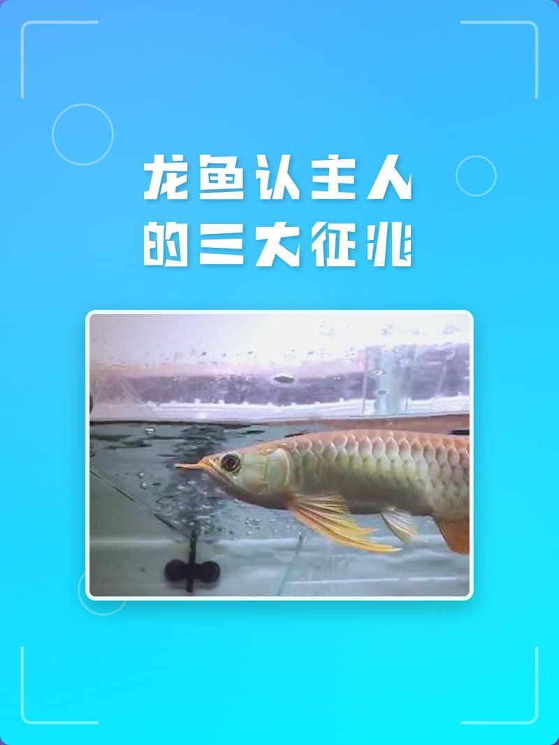 有哪些方法可以促進龍魚認主，曼龍魚認主行為揭秘龍魚認主的三大征兆，你家龍魚達標了嗎