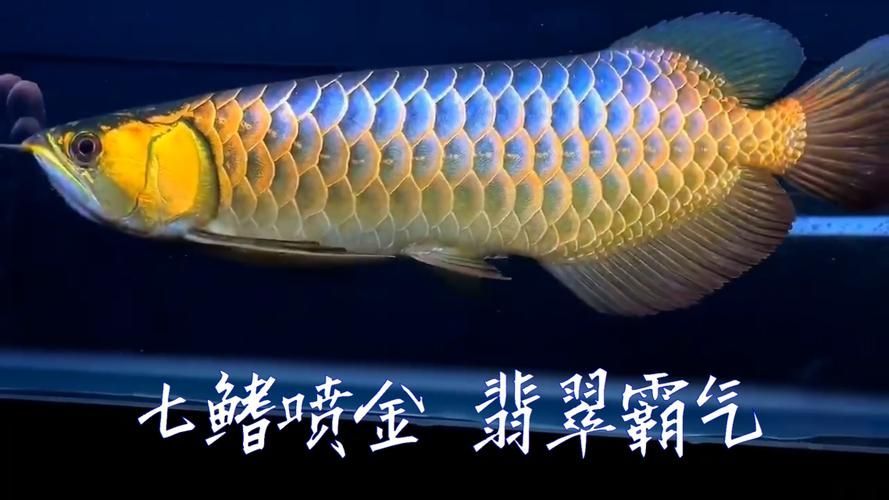 七鰭過背金龍的價格范圍是多少，七鰭過背金龍多久能過背 七鰭過背金龍的價格范圍是多少，七鰭過背金龍多久能過背 龍魚百科 第4張