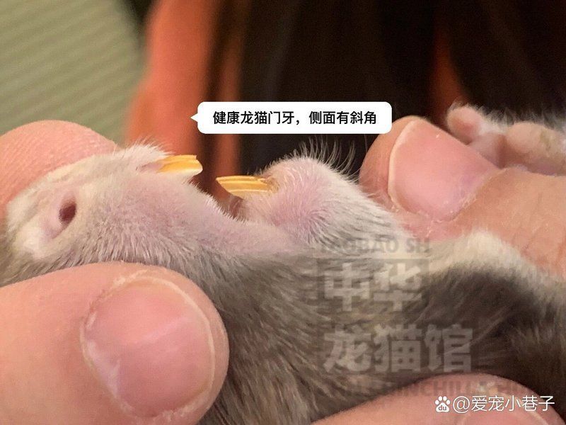 龍貓牙齒問題如何治療，北京寵物醫院龍貓牙齒問題 龍貓牙齒問題如何治療，北京寵物醫院龍貓牙齒問題 龍魚百科 第7張