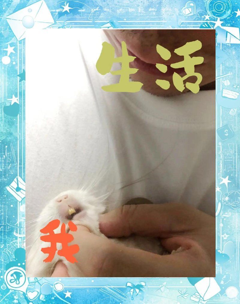 龍貓牙齒問題如何治療，北京寵物醫院龍貓牙齒問題 龍貓牙齒問題如何治療，北京寵物醫院龍貓牙齒問題 龍魚百科 第9張