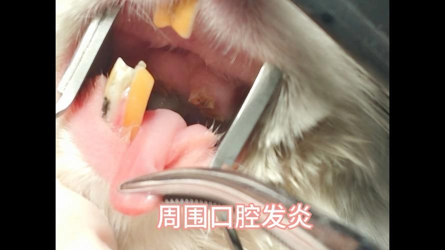 龍貓牙齒問題如何治療，北京寵物醫院龍貓牙齒問題 龍貓牙齒問題如何治療，北京寵物醫院龍貓牙齒問題 龍魚百科 第2張