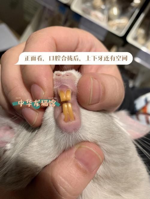 龍貓牙齒問題如何治療，北京寵物醫院龍貓牙齒問題 龍貓牙齒問題如何治療，北京寵物醫院龍貓牙齒問題 龍魚百科 第3張