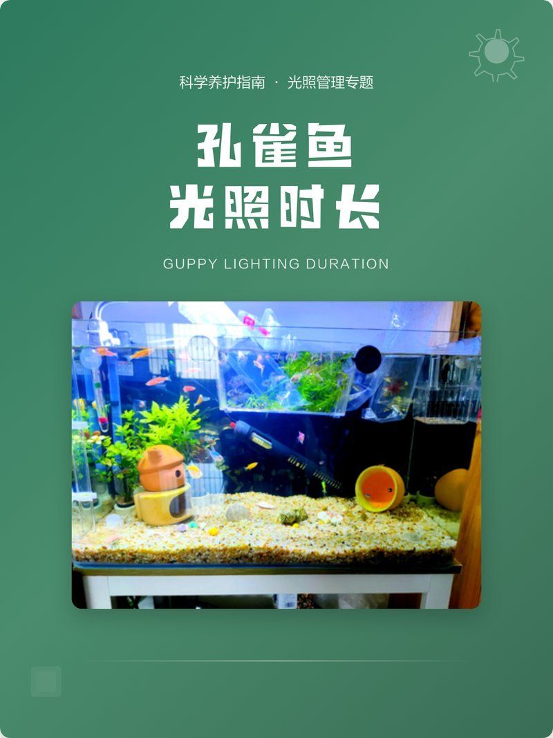如何為孔雀魚提供適宜的光照環(huán)境，孔雀魚光照的三大關(guān)鍵詞：孔雀魚光照的三大關(guān)鍵詞 如何為孔雀魚提供適宜的光照環(huán)境，孔雀魚光照的三大關(guān)鍵詞：孔雀魚光照的三大關(guān)鍵詞 龍魚百科 第1張
