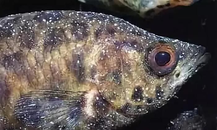 龍魚寄生蟲治療期間如何護(hù)理，龍魚寄生蟲治療期間護(hù)理