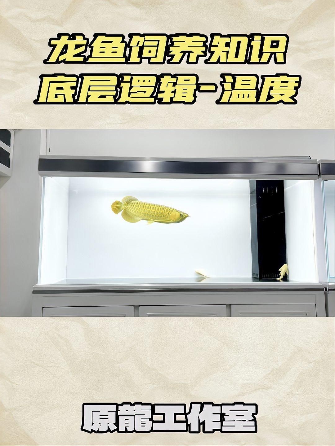 龍魚28度養還是30度養，龍魚28度養多久能發色龍魚30度養有哪些注意事項 龍魚28度養還是30度養，龍魚28度養多久能發色龍魚30度養有哪些注意事項 龍魚百科 第2張