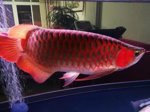 天價龍魚的市場價格如何，天價龍魚市場價格差異顯著， 天價龍魚的市場價格如何，天價龍魚市場價格差異顯著， 龍魚百科 第1張