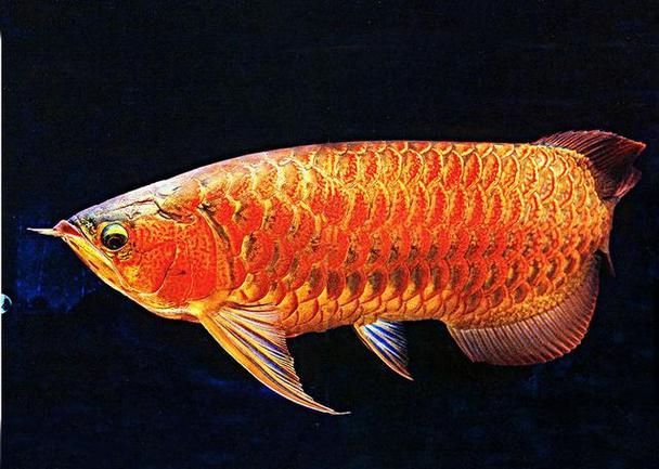 天價龍魚的市場價格如何，天價龍魚市場價格差異顯著， 天價龍魚的市場價格如何，天價龍魚市場價格差異顯著， 龍魚百科 第2張