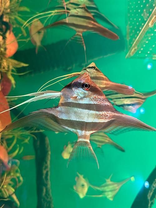 如何辨別真假圣菲埃及神仙魚？，圣菲埃及神仙魚的鑒別 如何辨別真假圣菲埃及神仙魚？，圣菲埃及神仙魚的鑒別 龍魚百科 第2張