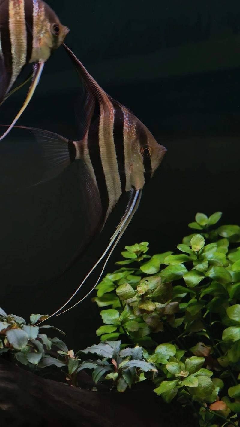 如何辨別真假圣菲埃及神仙魚？，圣菲埃及神仙魚的鑒別 如何辨別真假圣菲埃及神仙魚？，圣菲埃及神仙魚的鑒別 龍魚百科 第4張