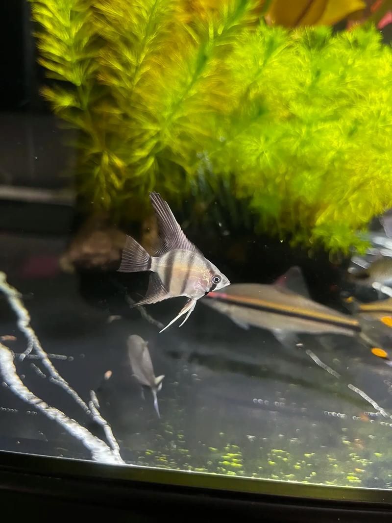 如何辨別真假圣菲埃及神仙魚？，圣菲埃及神仙魚的鑒別 如何辨別真假圣菲埃及神仙魚？，圣菲埃及神仙魚的鑒別 龍魚百科 第6張