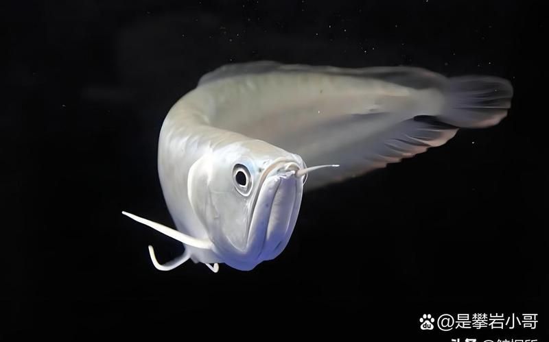 還有其他哪些昂貴的龍魚品種？，四種天價觀賞魚，你知道嗎 還有其他哪些昂貴的龍魚品種？，四種天價觀賞魚，你知道嗎 龍魚百科 第17張