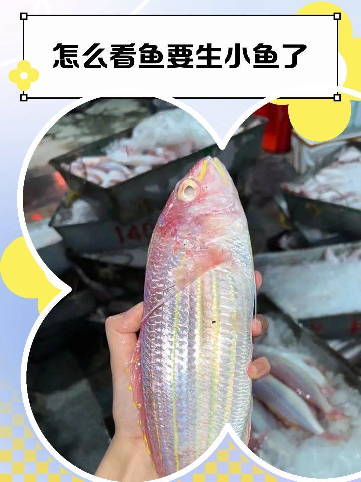 如何判斷金魚是否準備產卵，如何判斷金魚是否準備產卵,金魚并不會真正“懷孕”