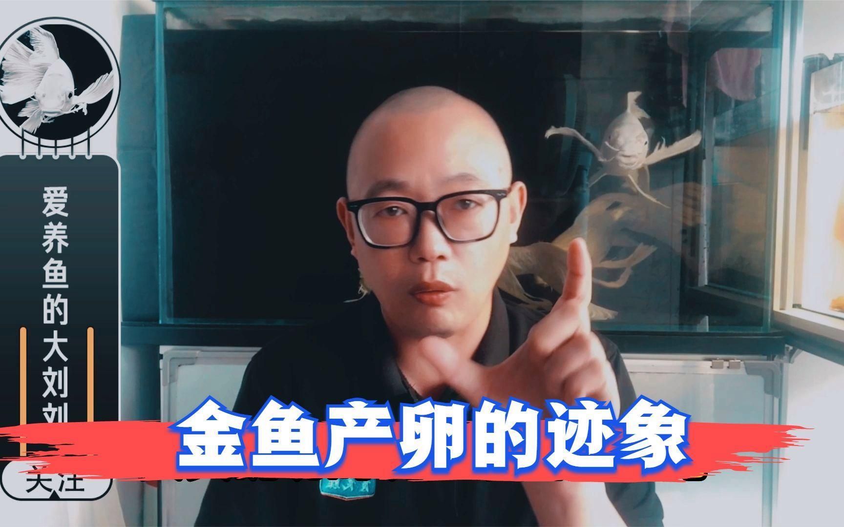 如何判斷金魚是否準備產卵，如何判斷金魚是否準備產卵,金魚并不會真正“懷孕” 如何判斷金魚是否準備產卵，如何判斷金魚是否準備產卵,金魚并不會真正“懷孕” 龍魚百科 第2張