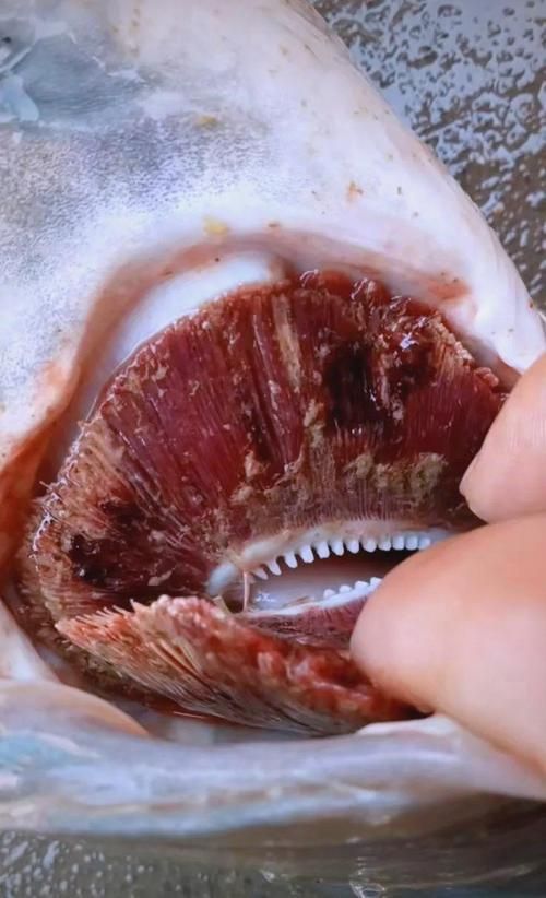 如何預(yù)防魚(yú)鰓蓋爛洞，如何預(yù)防草魚(yú)鰓蓋爛洞